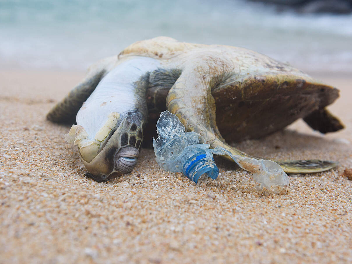 Tote Schildkröte © Shutterstock / Nevodka / WWF